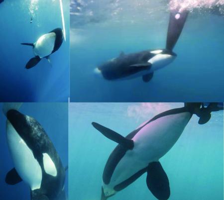 Una orca, junto al timón de un velero. Miteco