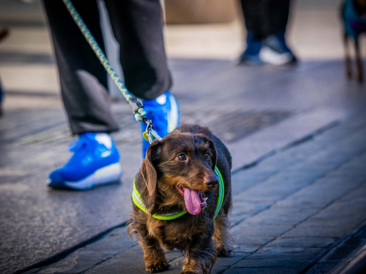 Veterinarios ruegan a Sanidad mayor flexibilidad para administrar medicamentos a animales