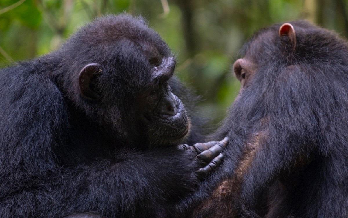 Chimpancés acicalándose. - EP