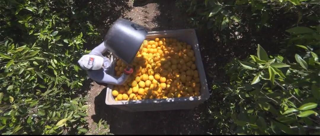 La Junta lanza una app gratuita para apoyar a los agricultores en el riego de cítricos
