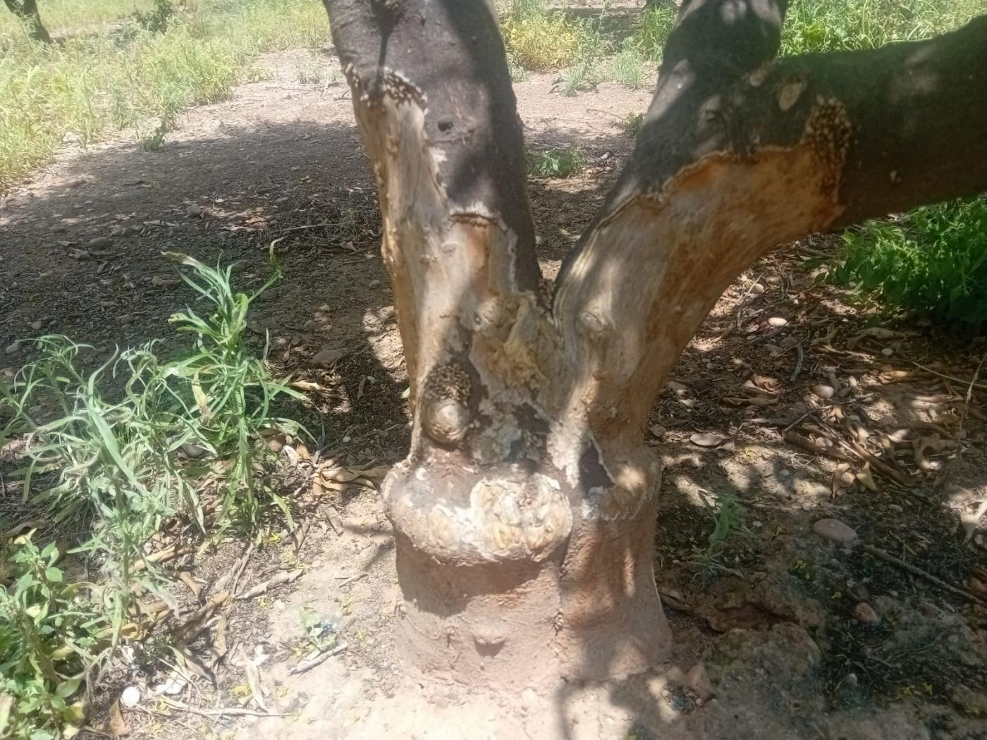 Daños provocados por la fauna. - Europa Press.