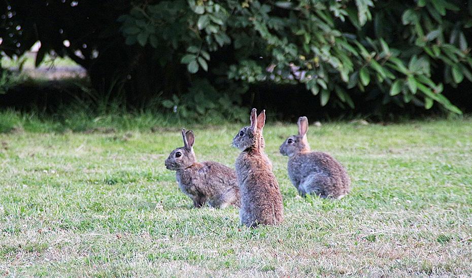 Declaran medidas de caza excepcionales para el conejo silvestre por daños agrícolas