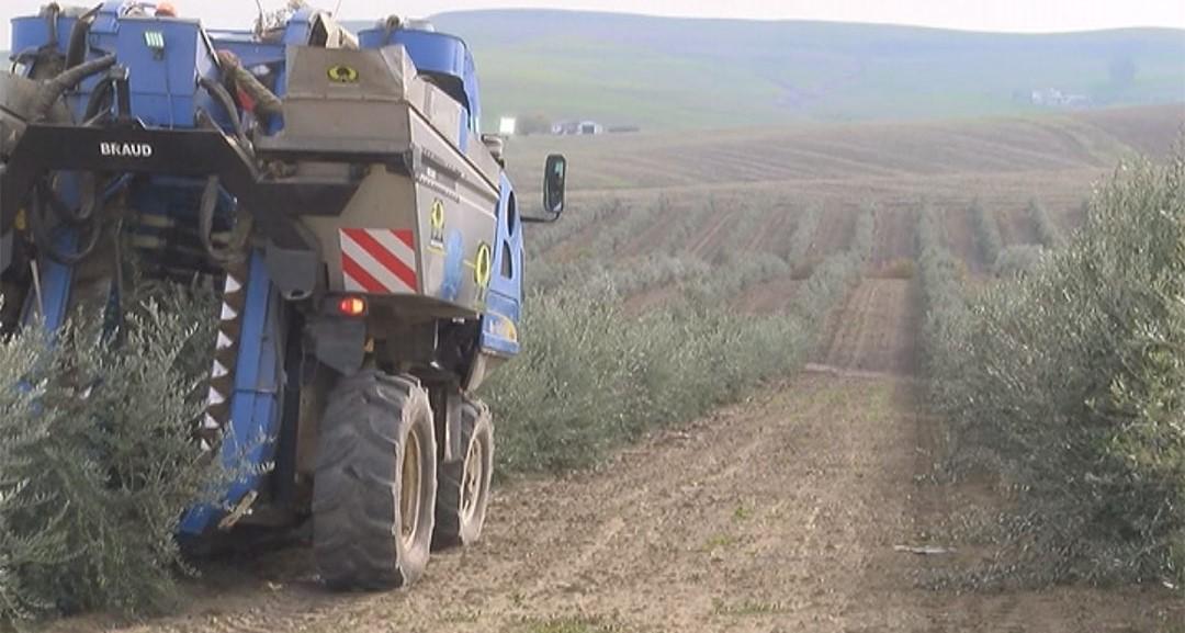 Córdoba acogerá MUNDOLIVAR 2025, el mayor Congreso de Olivar y Aceite de Oliva del mundo