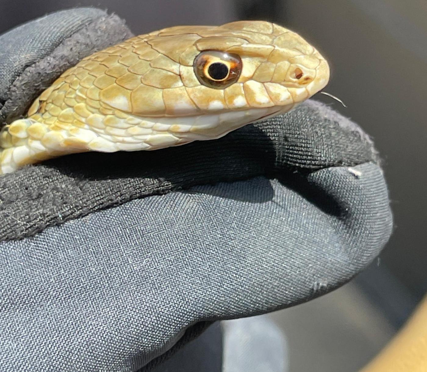 La Policía Local atrapa una serpiente venenosa en una vivienda de la colonia San Miguel