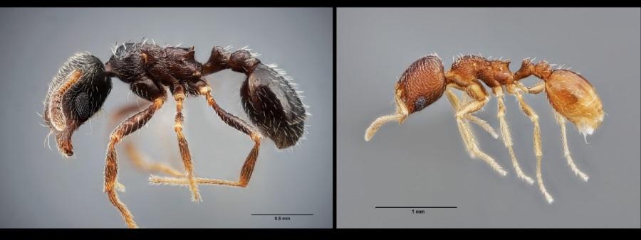 Identifican dos nuevas especies de hormigas, en las provincias de Jaén, Granada y Huelva