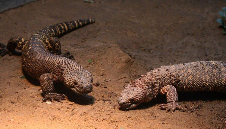 Una nueva especie de monstersaurio revela una sorprendente diversidad de grandes lagartos
