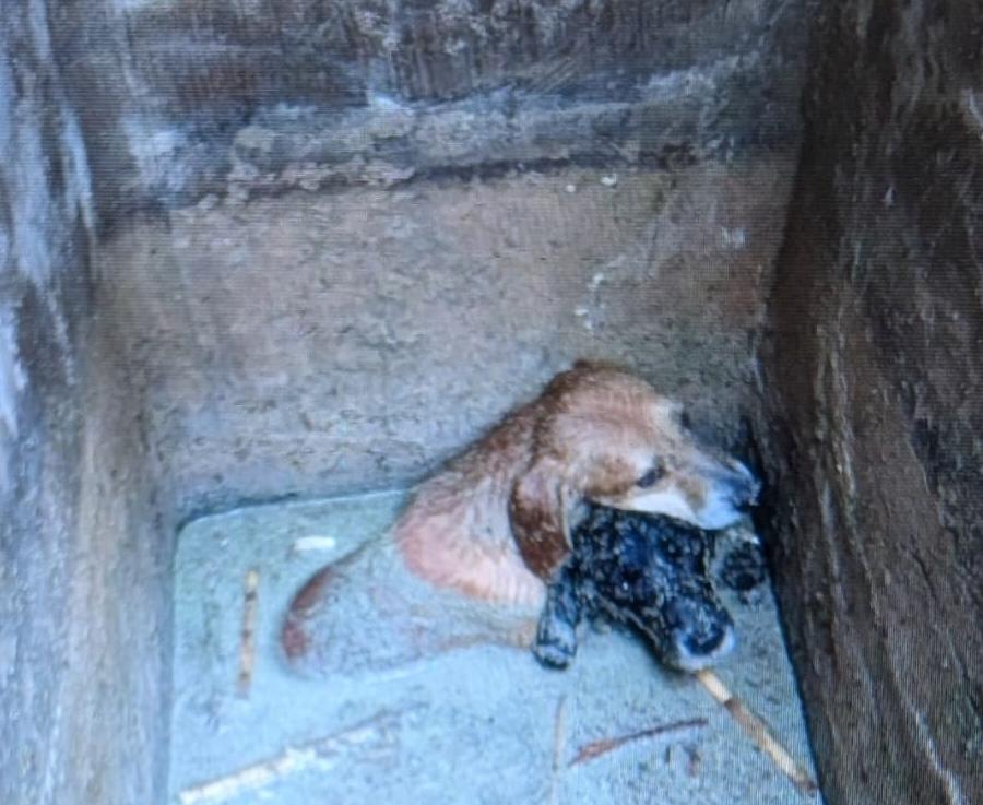 La Policía Local de El Campello rescata a tres perritos. - Europa Press.