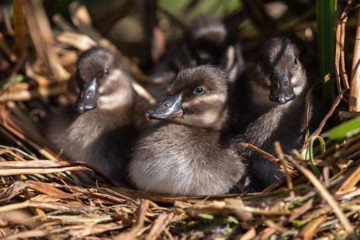 Nacen cuatro patitos maccoa en Chester Zoo: un pequeño gran triunfo para la conservación