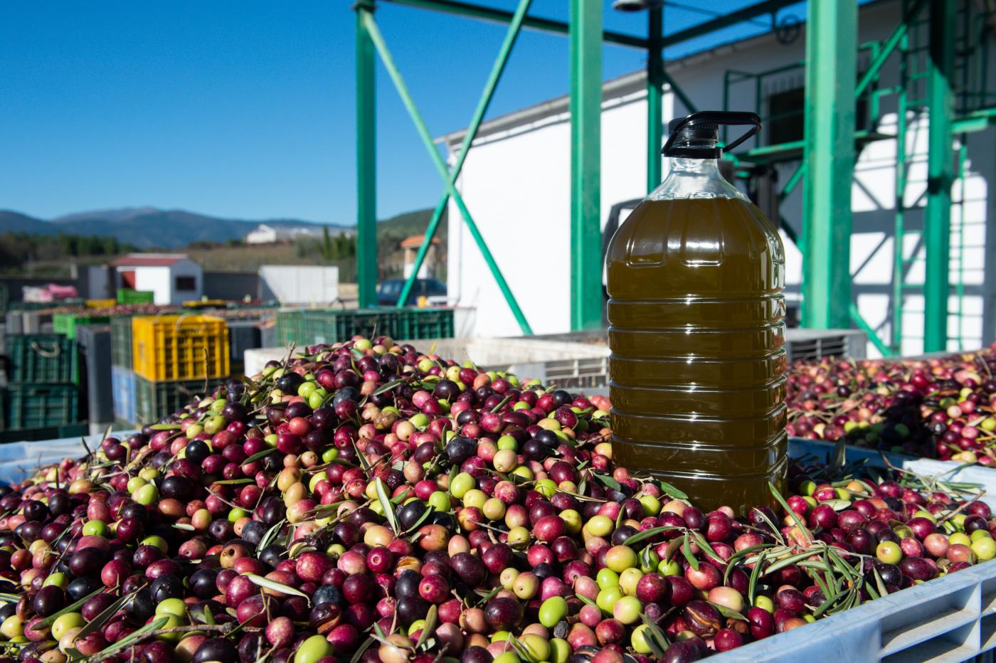 El COI fortalece su cooperación con EEUU para impulsar el consumo de aceite de oliva