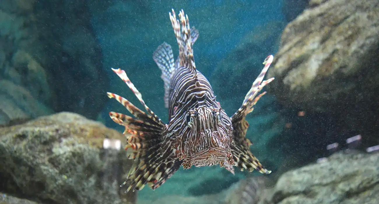 El mar de Alborán se convierte en un Caribe con peces tropicales por el calor