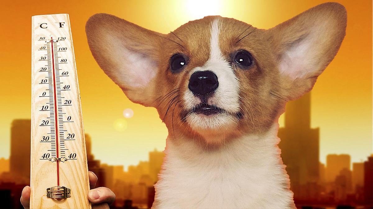 Cómo proteger a tu perro o gato del asfalto caliente