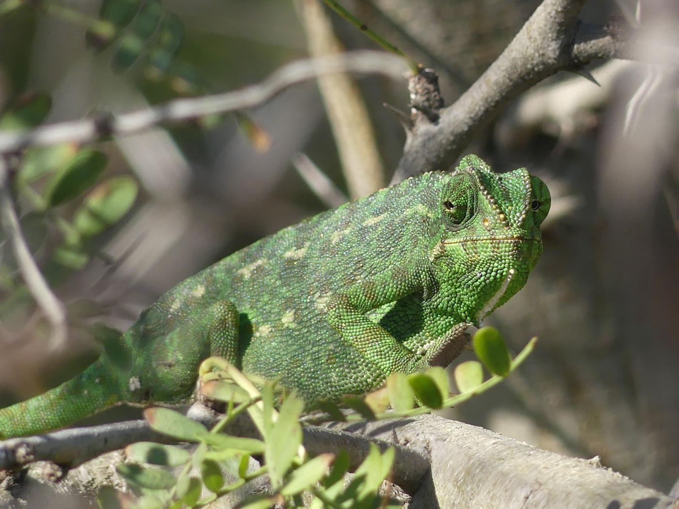 Ecologistas en Acción de Rota intensifica la campaña de protección del camaleón en verano