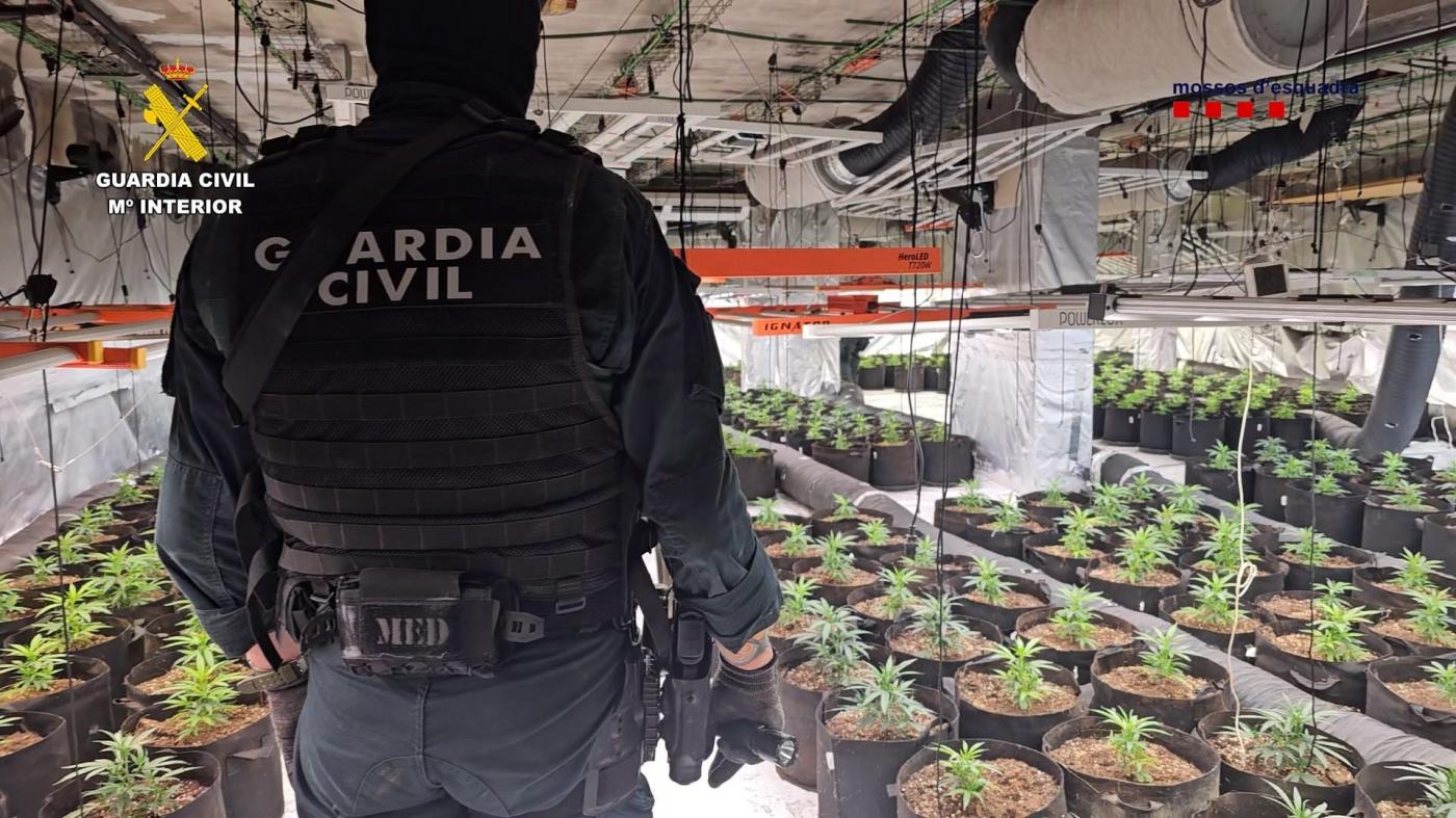 Guardia Civil y Mossos desarticulan una organización criminal dedicada al cannabis