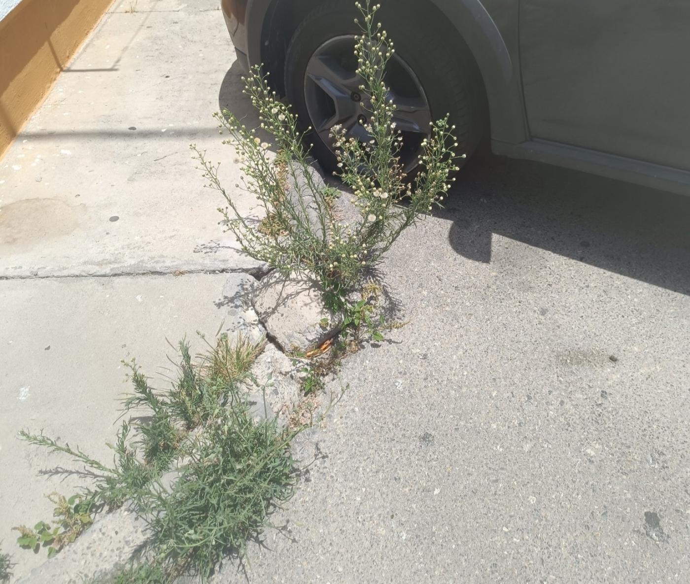 IU lleva a pleno “el abandono de la limpieza de las barriadas”