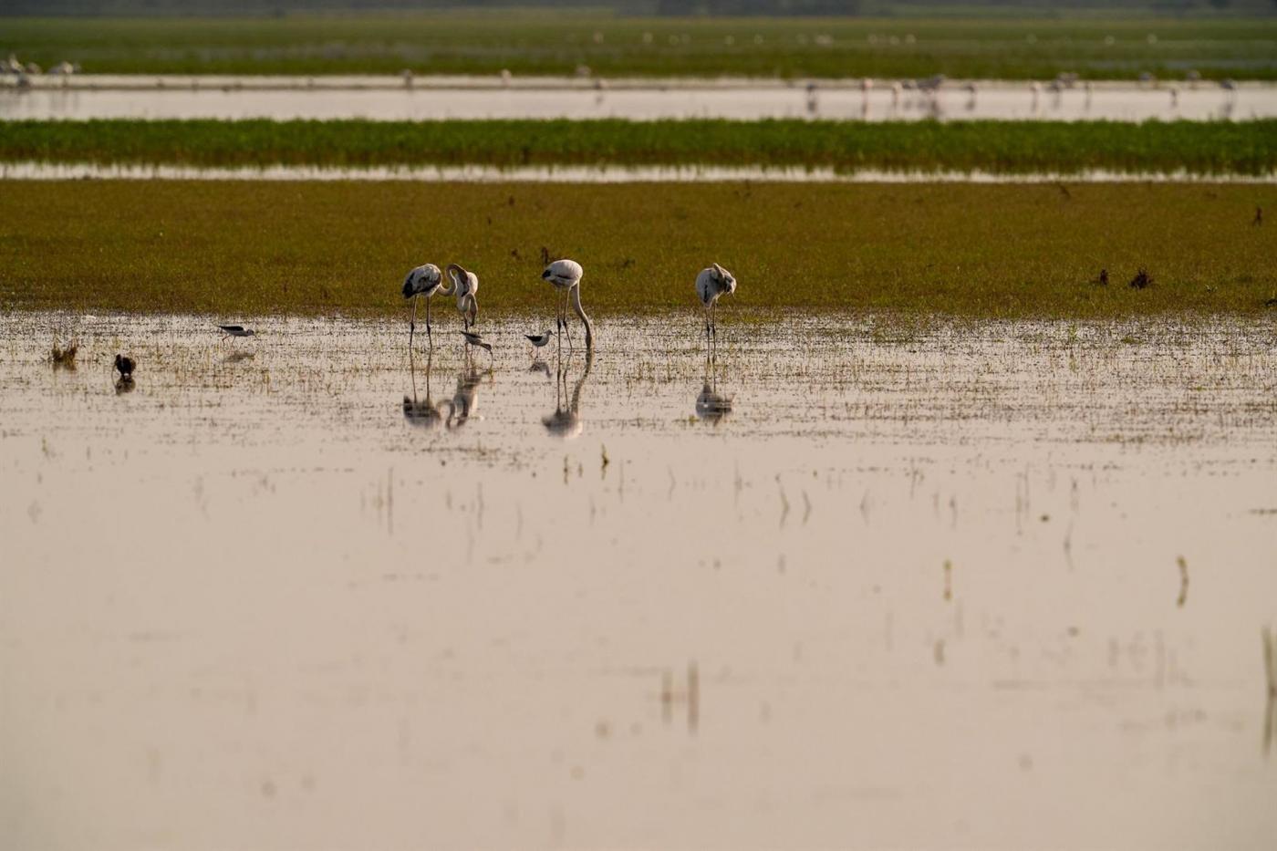 SEO/BirdLife advierte de que Doñana 