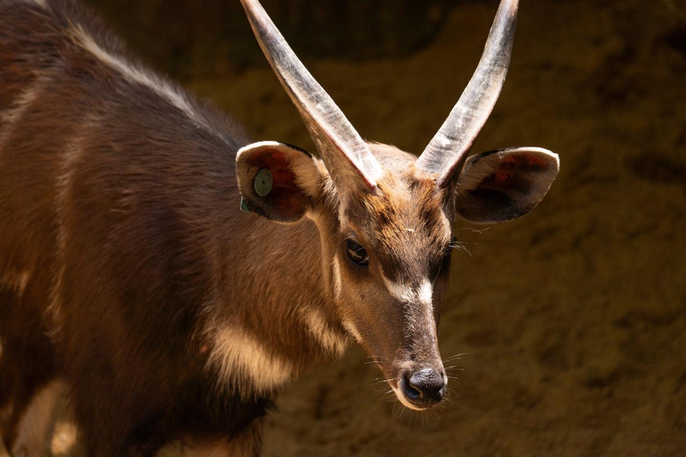 Bioparc Fuengirola incorpora un joven macho de sitatunga 