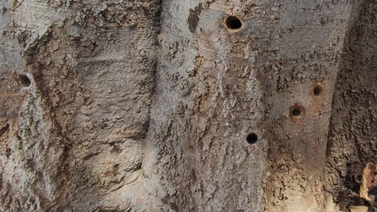 Ecologistas en Acción pide identificar a los autores de un ‘arboricidio’ en Jerez
