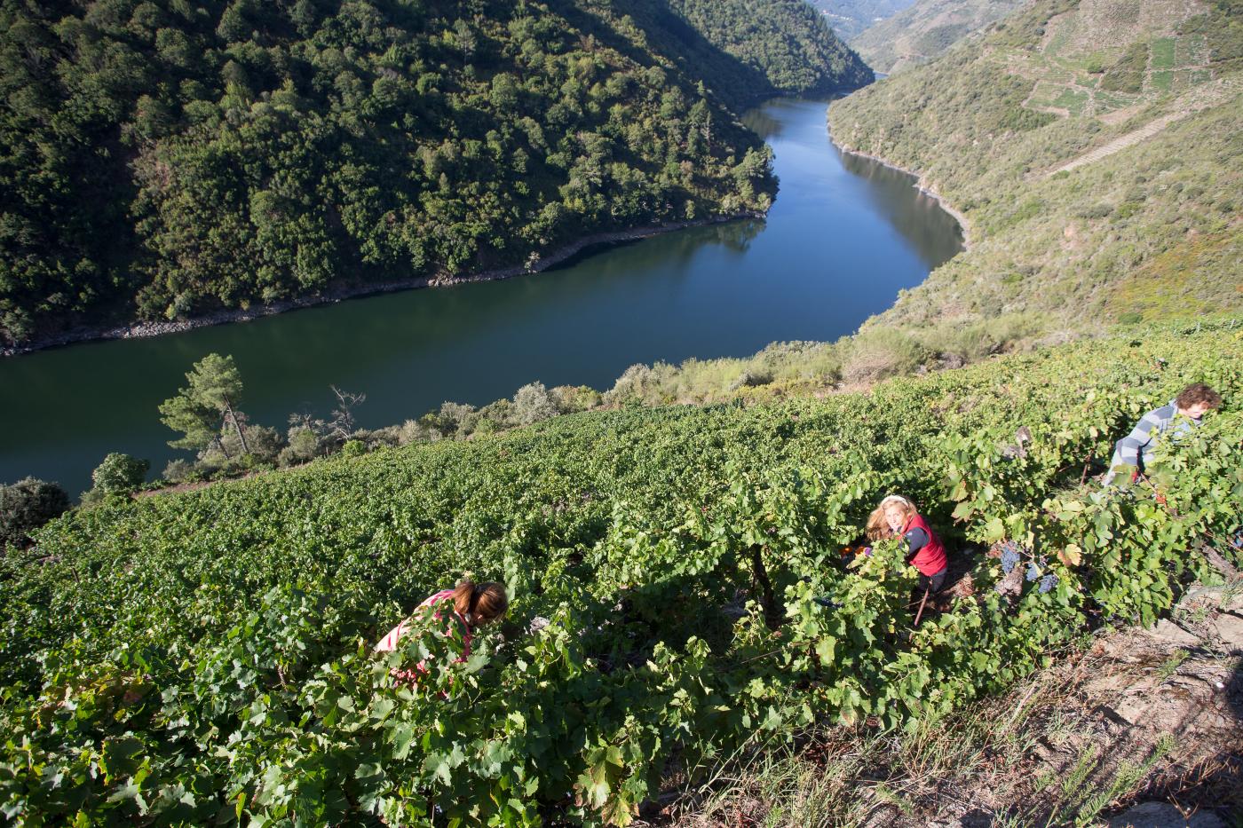 El Gobierno destina cerca de 14 millones a Galicia para acciones en el sector del vino