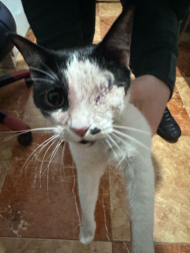 Indecente salvajada: hieren y matan a gatos en La Línea con escopetas de perdigones