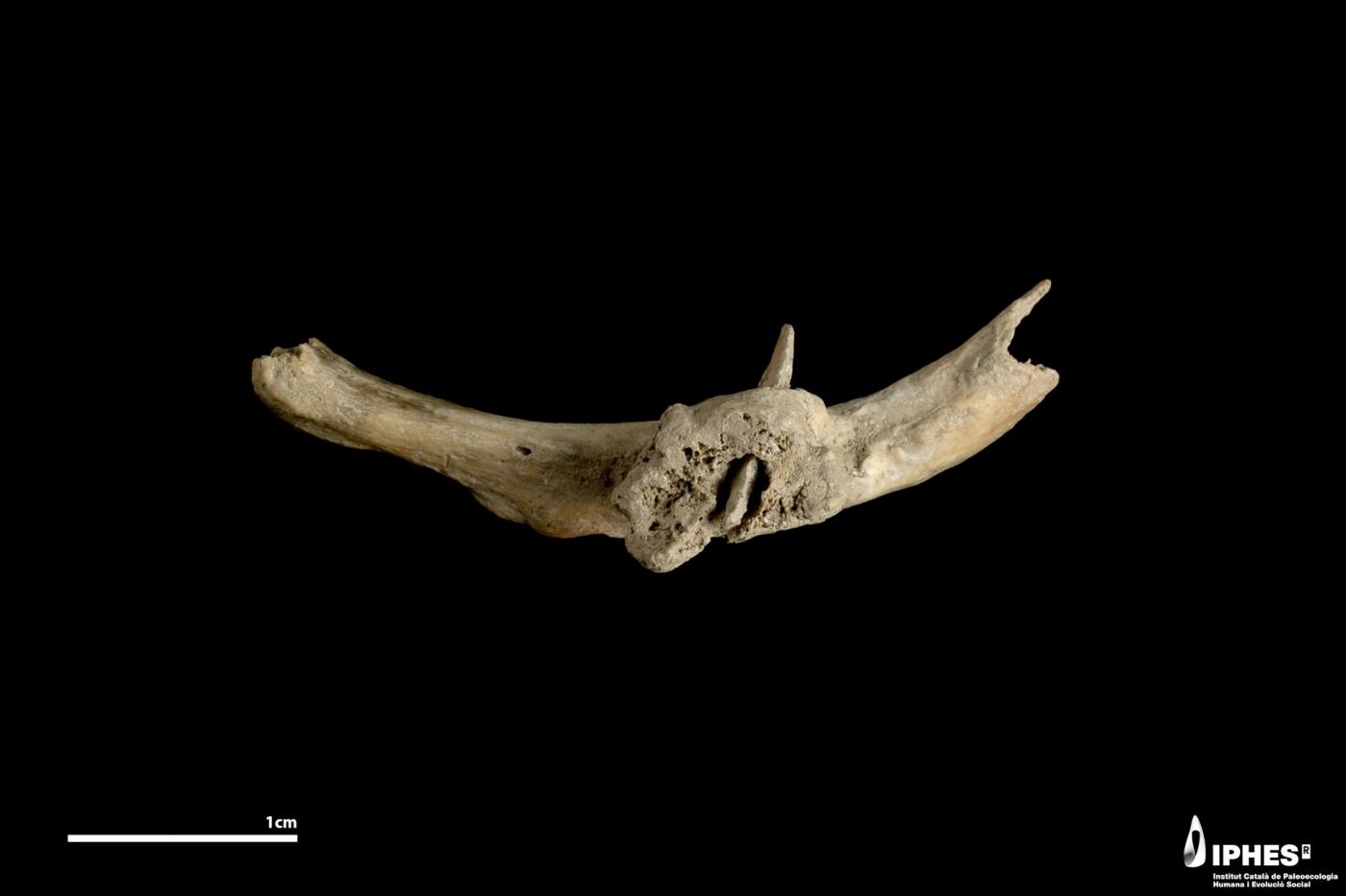 Hallan una flecha incrustada en una costilla humana de hace más de 4.000 años 