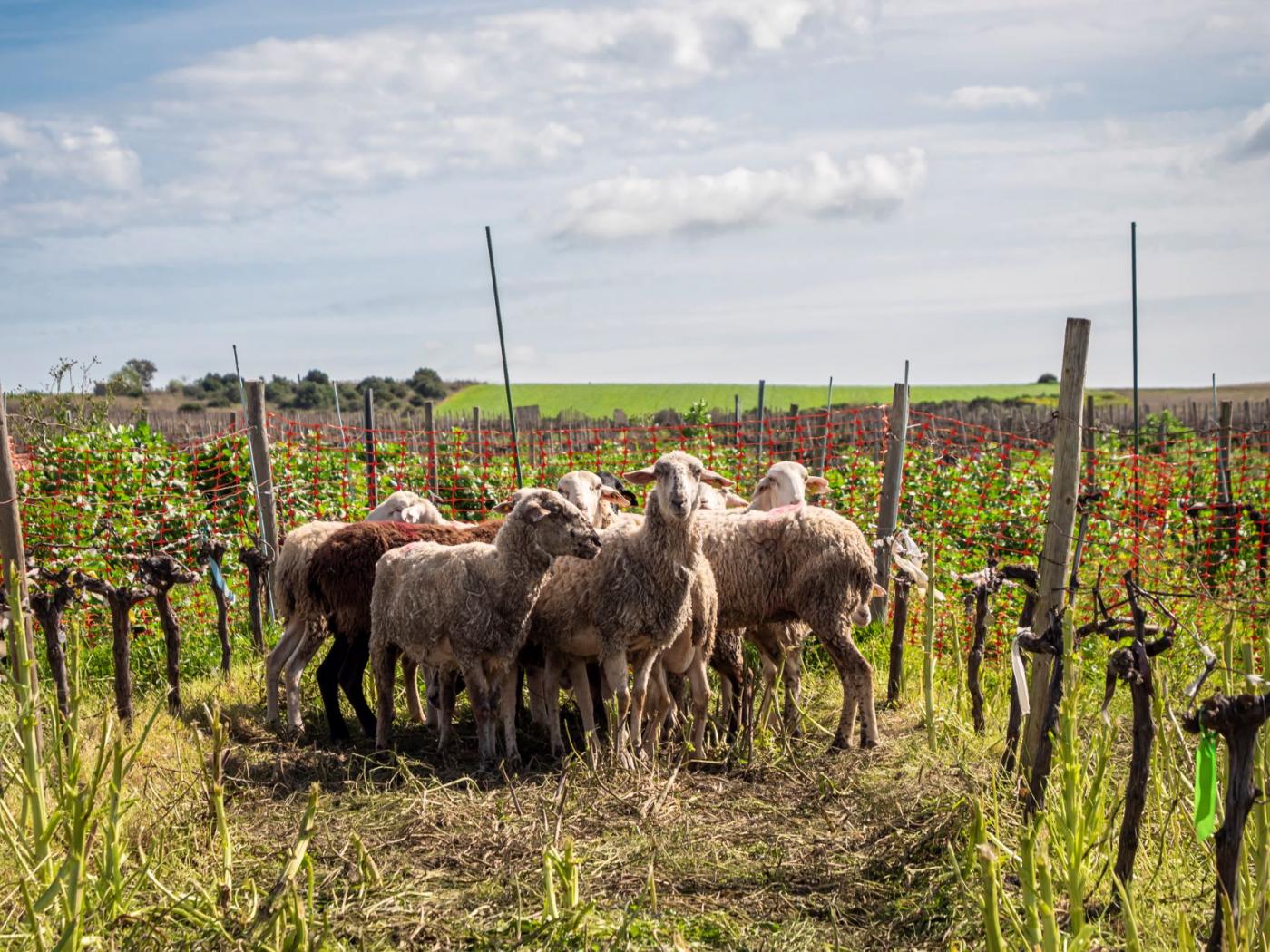 Cubiertas vegetales y ovejas: VIÑAS VIVAS estudia el manejo biológico del viñedo andaluz