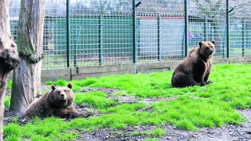 Los osos Luna y Ponderoso se mudan a un santuario de Alemania tras más de 30 años en León 