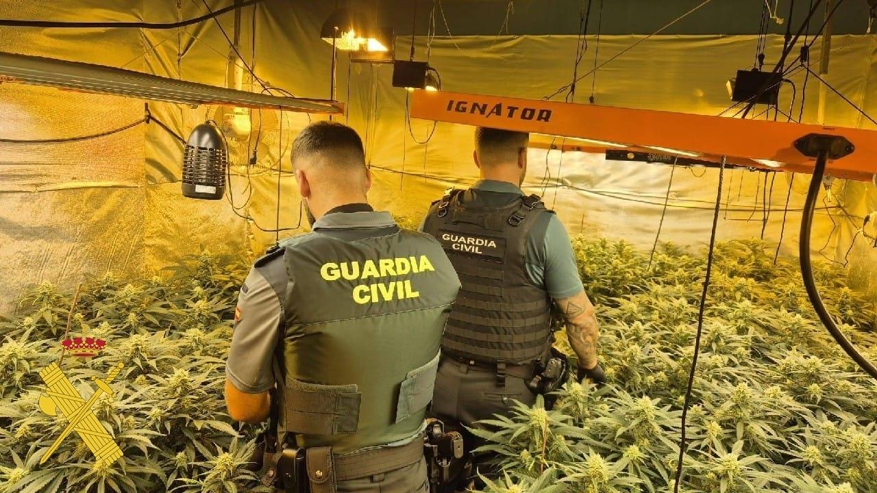 Tres detenidos en Vícar con más de 2.100 plantas de marihuana