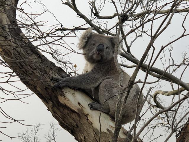 Los koalas solo pasan el 1% de su tiempo en el suelo, pero eso aumenta sus muertes 