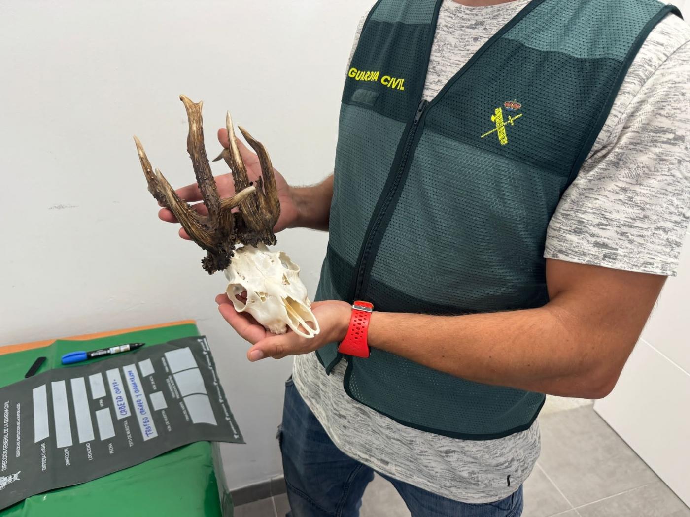 Dos investigados por la caza ilegal de un corzo cuidado en un coto de Jerez