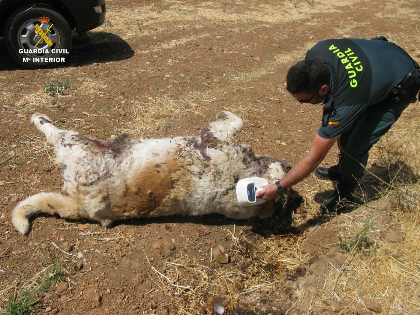 Investigado un vecino de Coín por matar a tiros a un perro husky