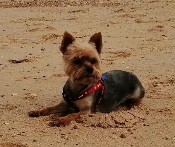 Perro en la playa. - 