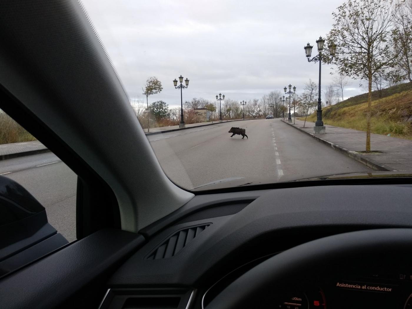 8 personas murieron en 36.000 accidentes de tráfico con animales de 2024