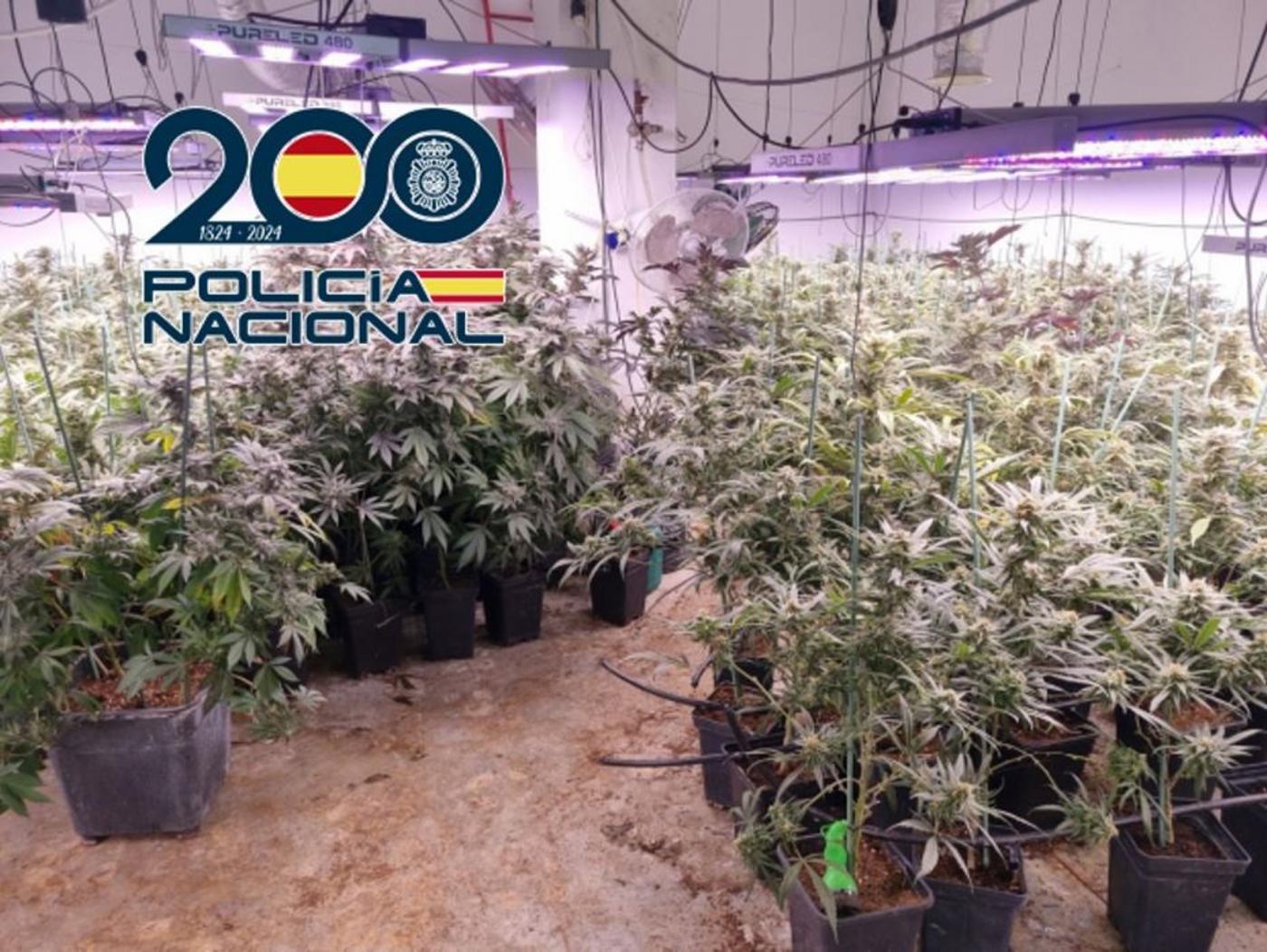 10 operativos antidroga de Policía en junio dejan 31 detenidos y 13.500 plantas incautadas