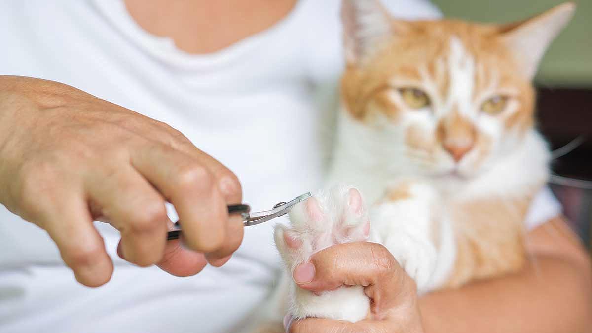 El cuidado de las uñas en gatos, todo lo que debes saber para mantener su bienestar