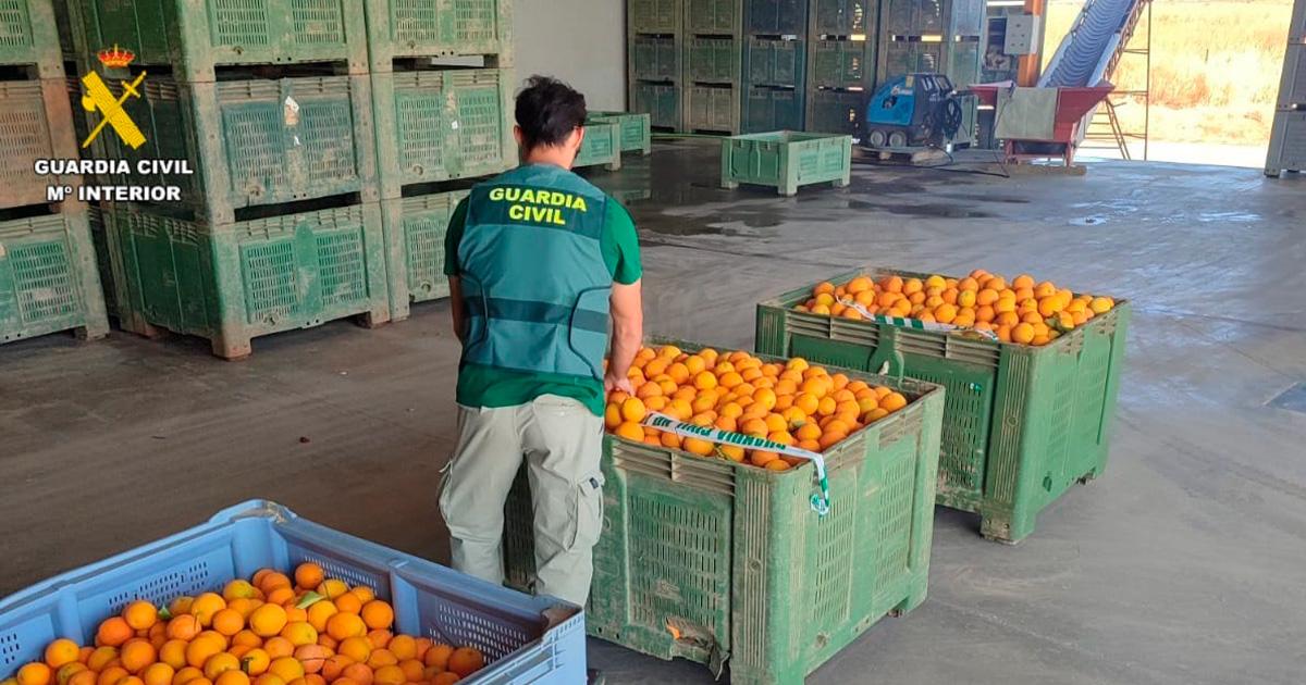Detenido un hombre con orden de prisión tras robar 800 kilos de naranjas en Sevilla 