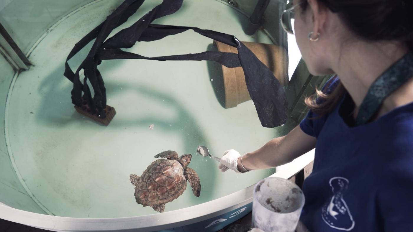 Una tortuga boba con restos de un globo aparece varada en una playa de Alicante