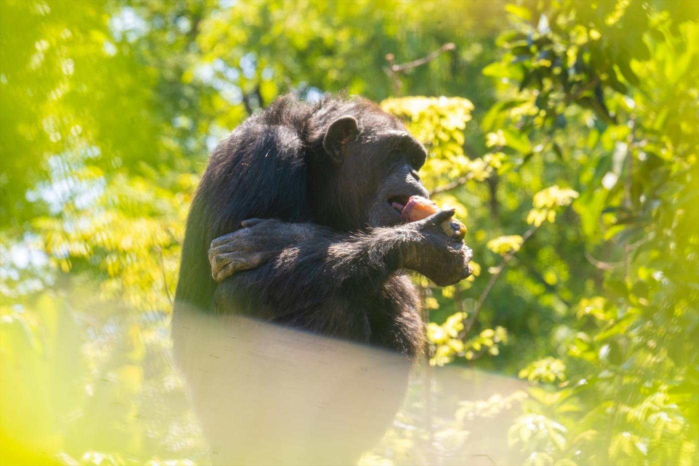 Bioparc combate el calor con polos personalizados para sus animales más exóticos 