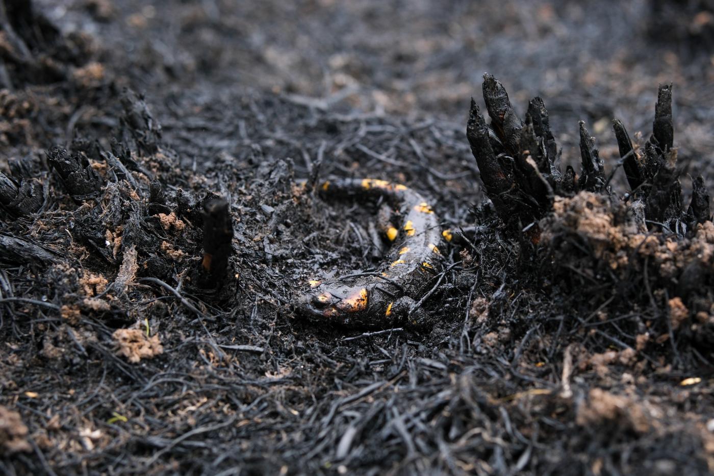 Extinguido el incendio forestal de Lalín tras quemar 83 hectáreas