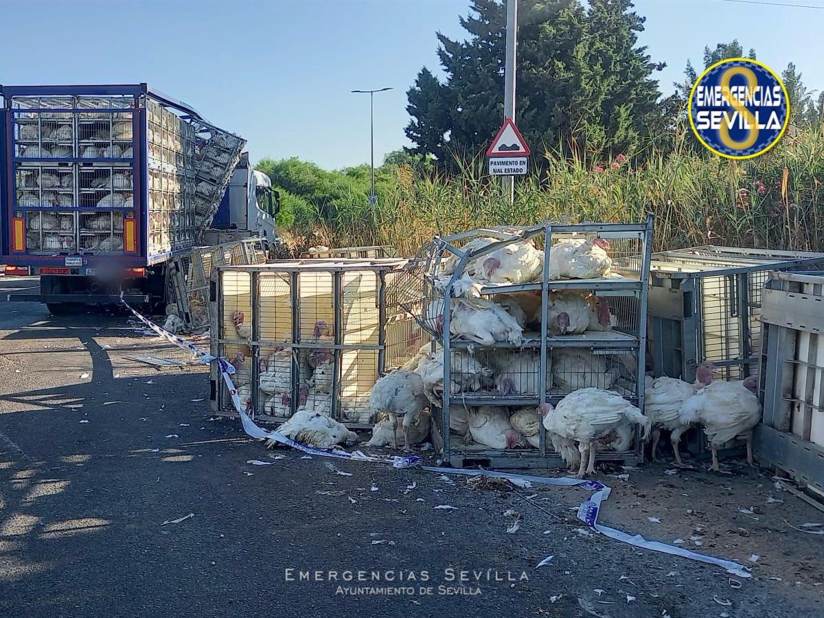 Vuelca la carga de pavos de un camión y provoca el corte parcial de la SE-20