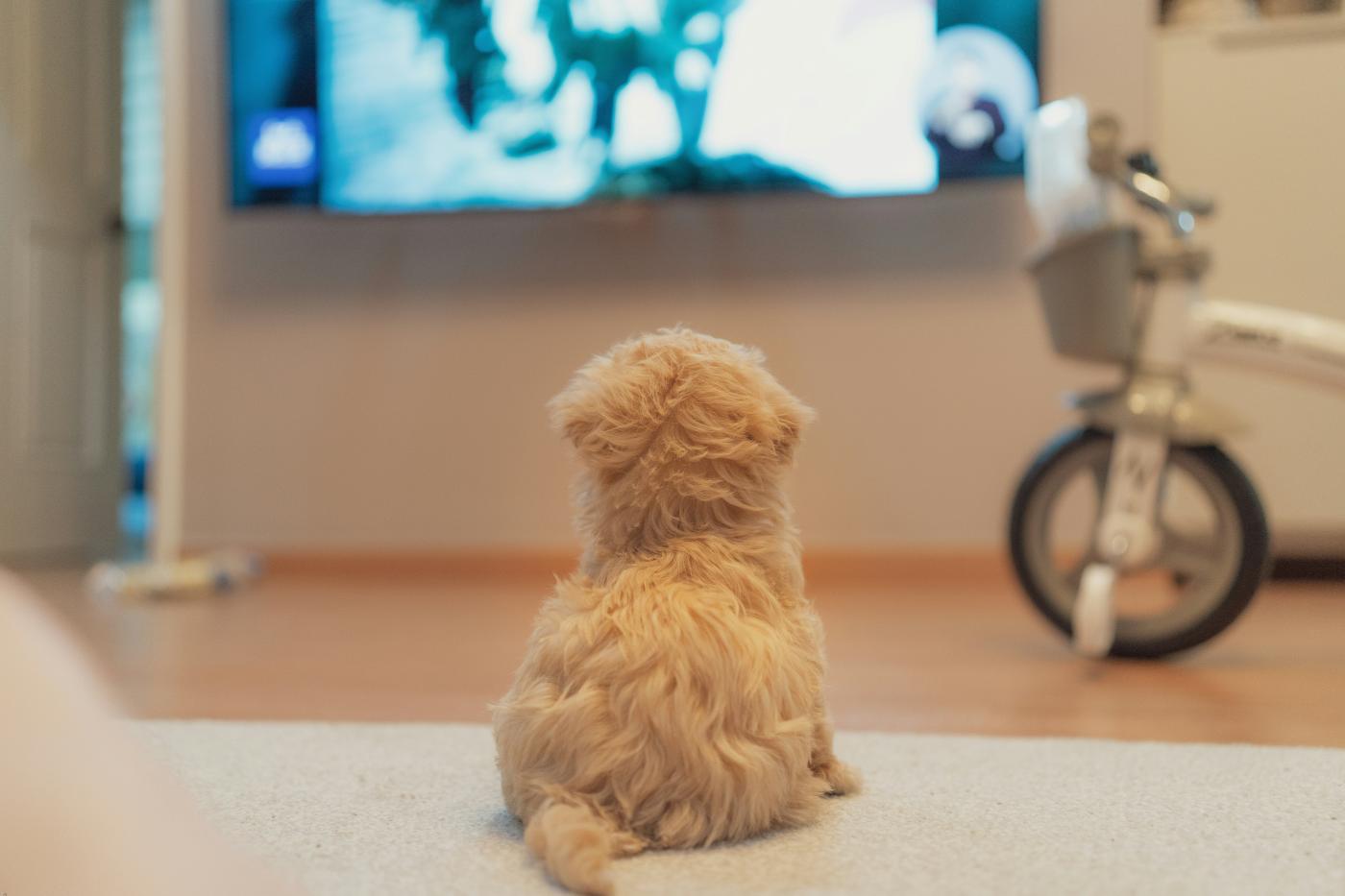 ¿A tu perro le gusta la tele? Descubre cómo su personalidad influye 