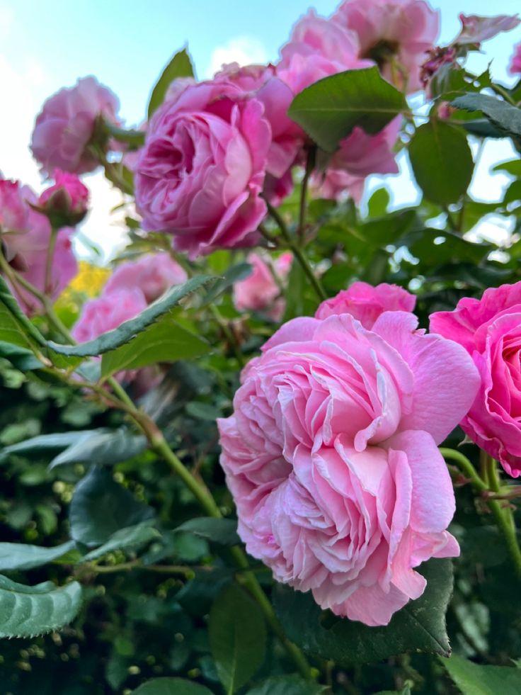 Rosas. - 