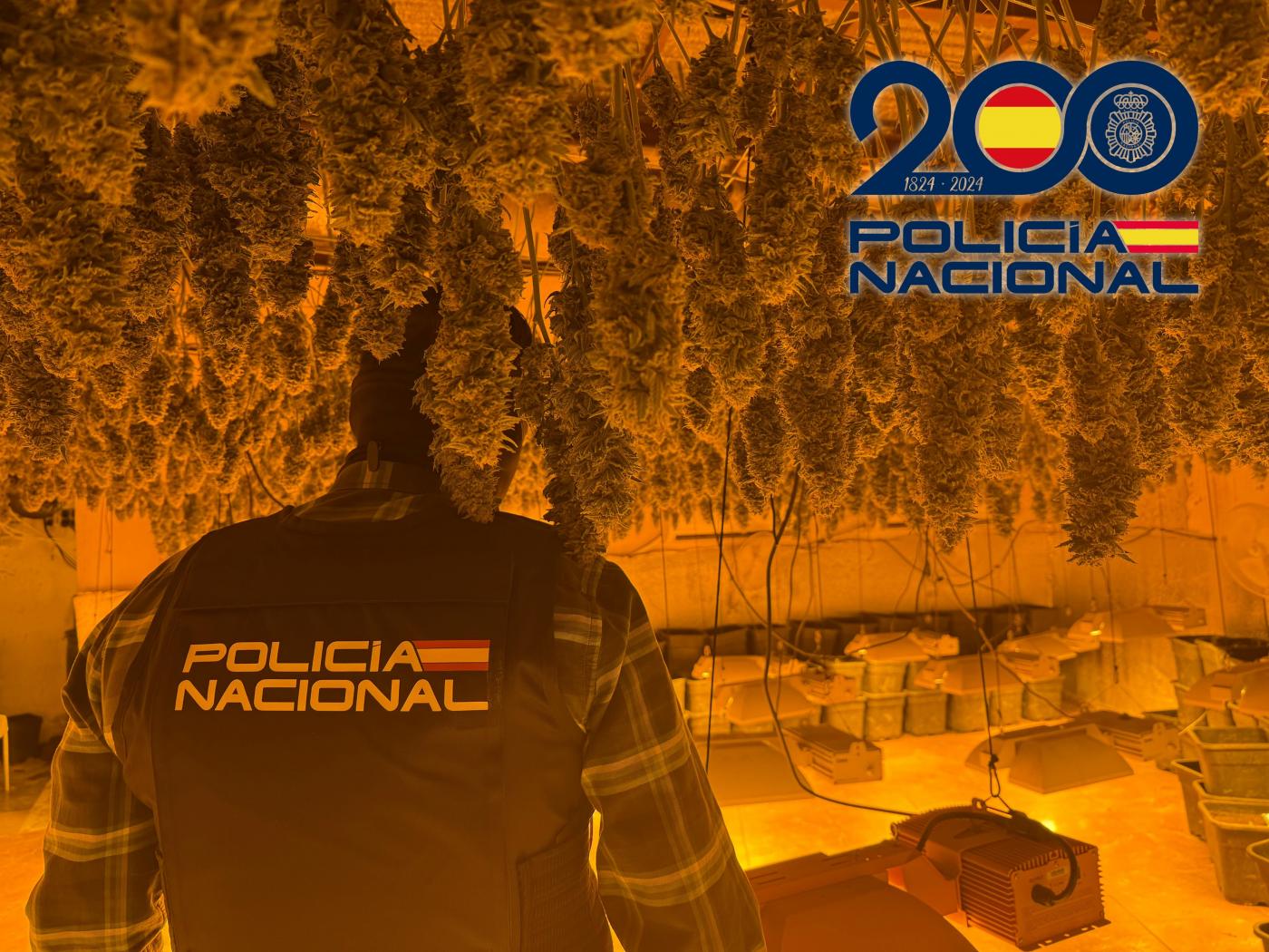 Tres detenidos y casi 900 plantas de marihuana incautadas en 2 operaciones antidroga