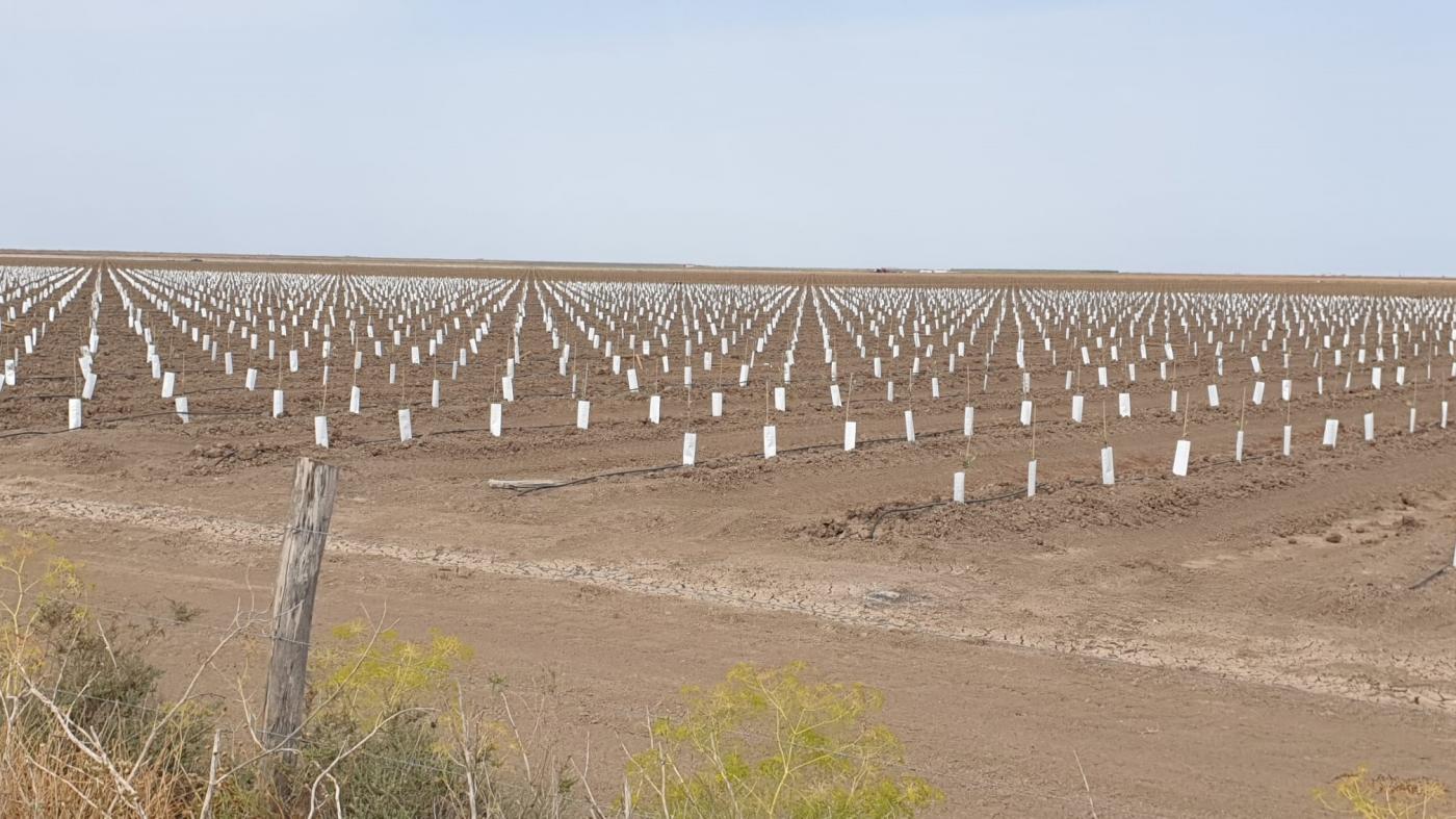 Un olivar superintensivo en Aznalcázar impide la recuperación hídrica natural de Doñana