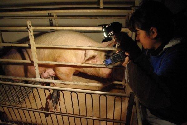 Igualdad Animal publica en su web 180 investigaciones realizadas durante 19 años 
