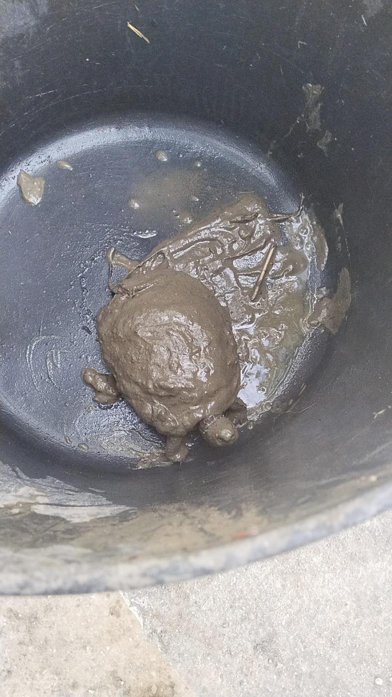 Tortuga atrapada en el barro. - VM