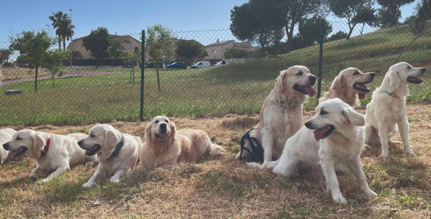 Una tarde de perros
