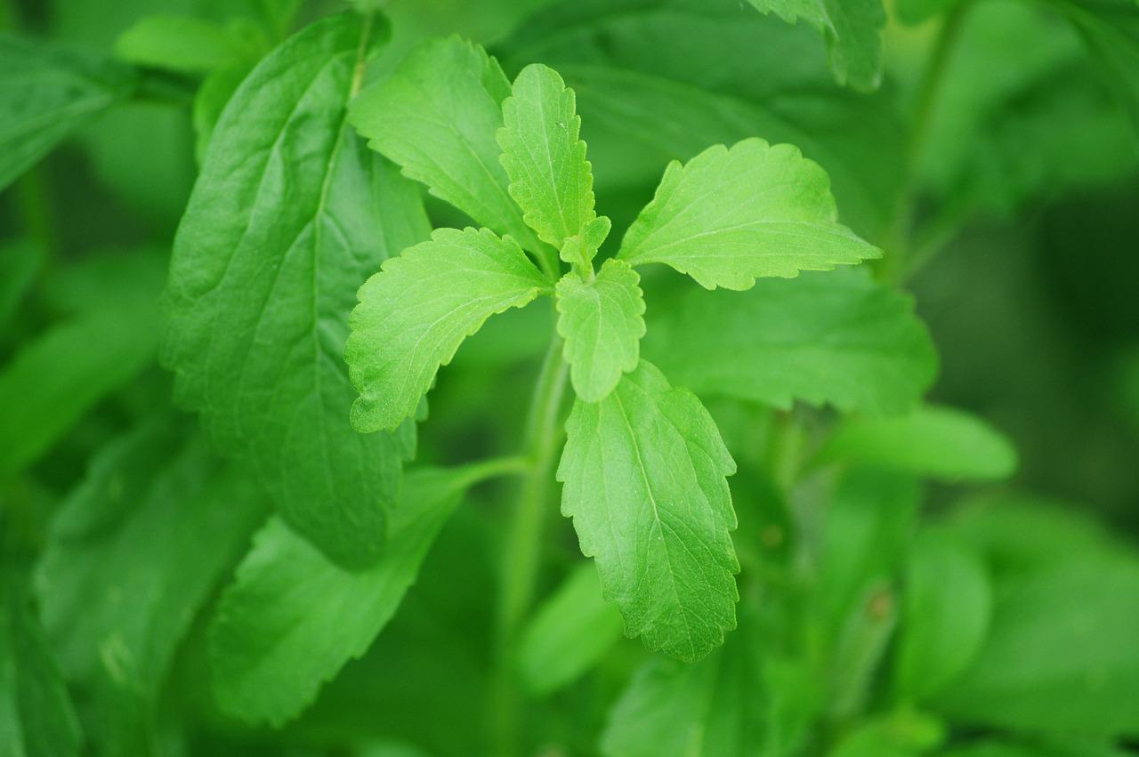 El extracto de hoja de stevia muestra potencial como tratamiento contra el cáncer