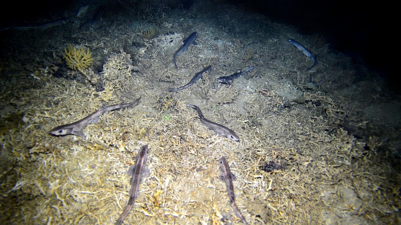 ¿Es seguro comer pintarroja? Detectan niveles elevados de mercurio en este tiburón