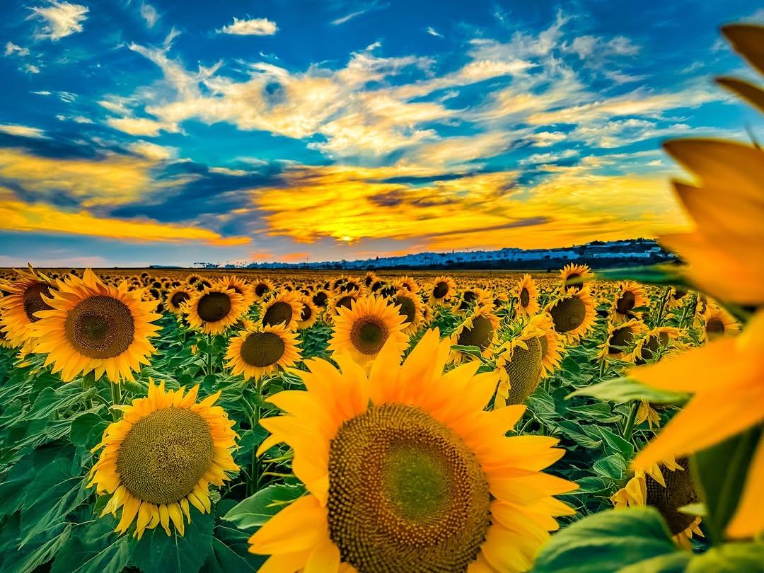 Campo de Girasoles en Conil - Antonio José Verano Quintero