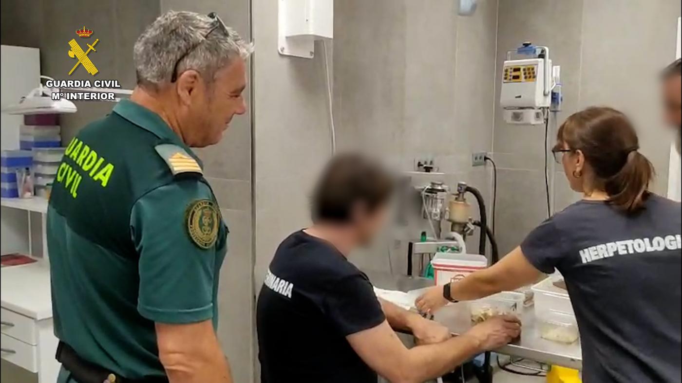 Detenidas dos personas por tráfico de especies protegidas en el muelle de Cádiz